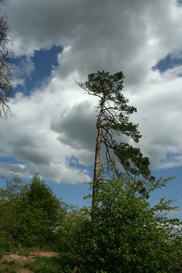 img00016.jpg