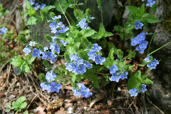 img00017.jpg